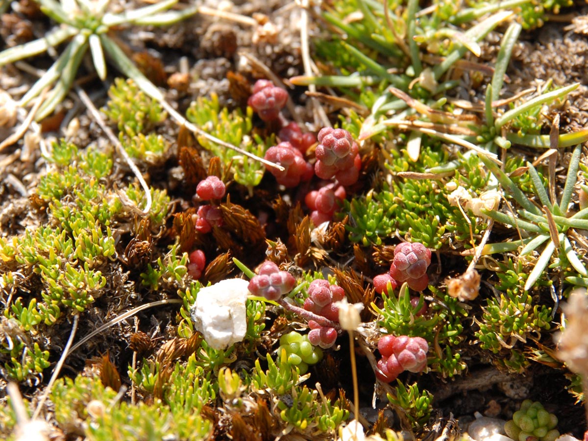 Sedum brevifolium